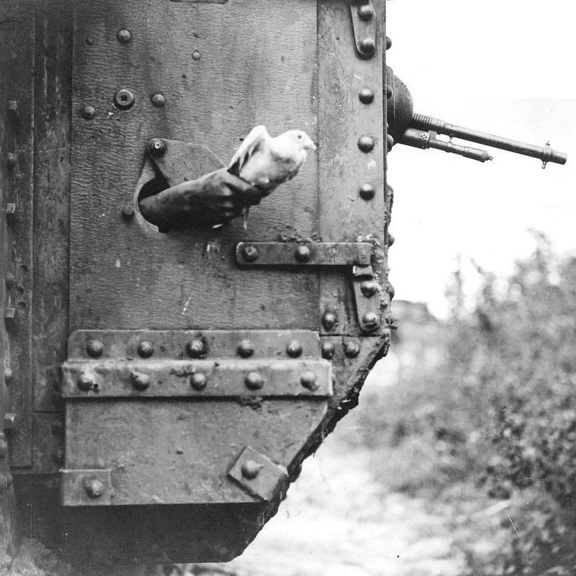 A messenger pigeon released from a British tank during World War I